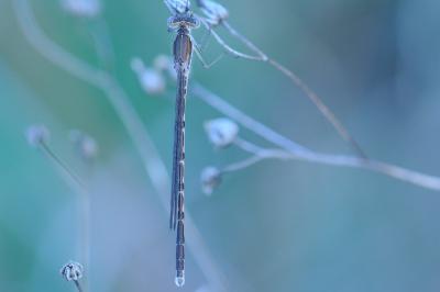 <i>Sympecma fusca</i>