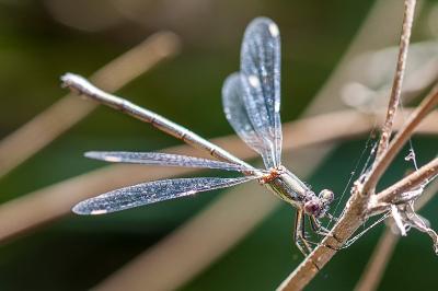 <i>Chalcolestes viridis</i>