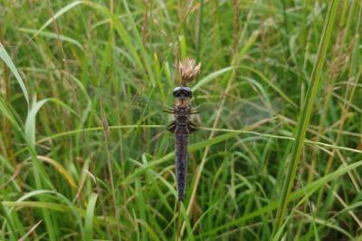 <i>Libellula fulva</i>