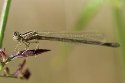 <i>Enallagma cyathigerum</i>