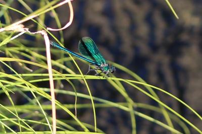 <i>Calopteryx splendens</i>