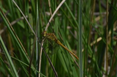 <i>Sympetrum meridionale</i>