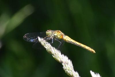 <i>Sympetrum sanguineum</i>