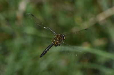 <i>Somatochlora flavomaculata</i>