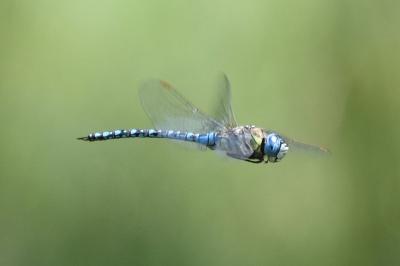 <i>Aeshna affinis</i>