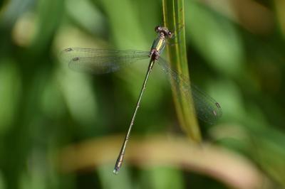 <i>Chalcolestes viridis</i>