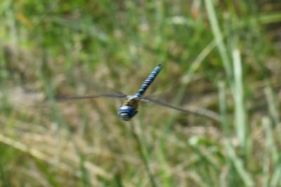 <i>Aeshna affinis</i>