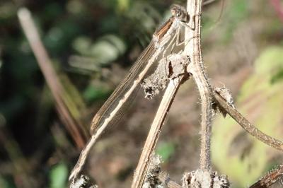<i>Sympecma fusca</i>