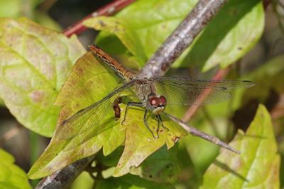 <i>Sympetrum sanguineum</i>