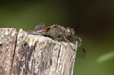 <i>Sympetrum striolatum</i>