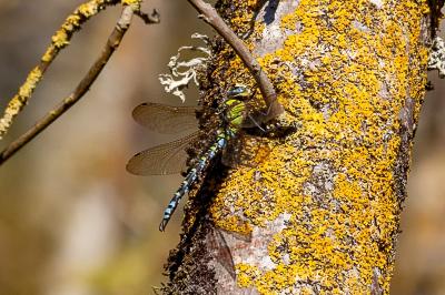 <i>Aeshna cyanea</i>