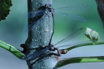 <i>Chalcolestes viridis</i>