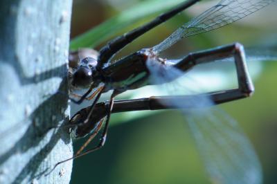 <i>Chalcolestes viridis</i>