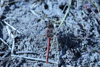 <i>Sympetrum sanguineum</i>