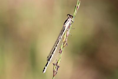 <i>Enallagma cyathigerum</i>