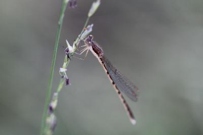 <i>Sympecma fusca</i>
