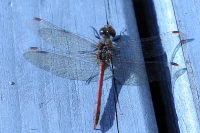 <i>Sympetrum sanguineum</i>