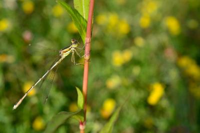 <i>Lestes barbarus</i>