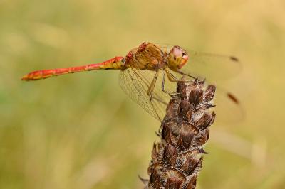 <i>Sympetrum meridionale</i>