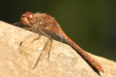 <i>Sympetrum striolatum</i>