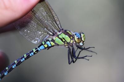 <i>Aeshna cyanea</i>