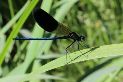 <i>Calopteryx splendens</i>