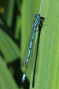 <i>Coenagrion puella</i>