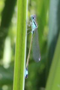 <i>Ischnura elegans</i>
