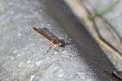 <i>Sympecma fusca</i>