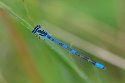 <i>Coenagrion scitulum</i>