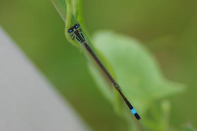 <i>Ischnura elegans</i>