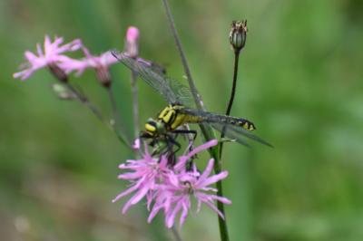 <i>Gomphus vulgatissimus</i>