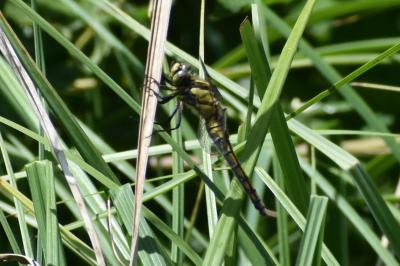<i>Orthetrum cancellatum</i>