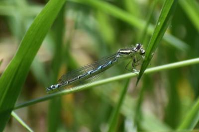 <i>Coenagrion scitulum</i>