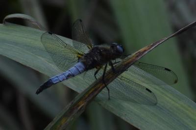 <i>Libellula fulva</i>