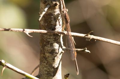 <i>Sympecma fusca</i>