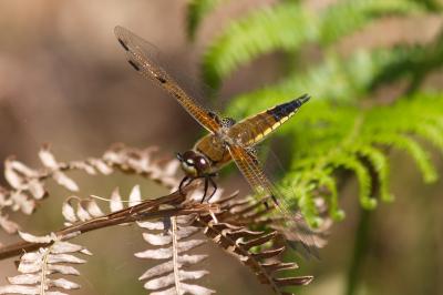 <i>Libellula quadrimaculata</i>