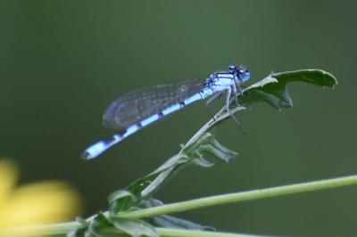 <i>Enallagma cyathigerum</i>