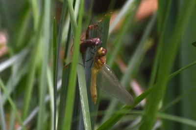<i>Sympetrum</i>