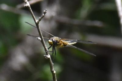 <i>Libellula quadrimaculata</i>