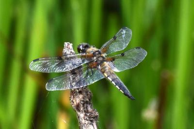 <i>Libellula quadrimaculata</i>