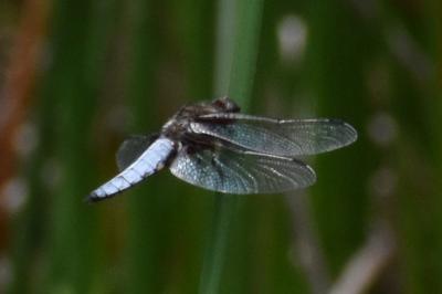 <i>Libellula depressa</i>