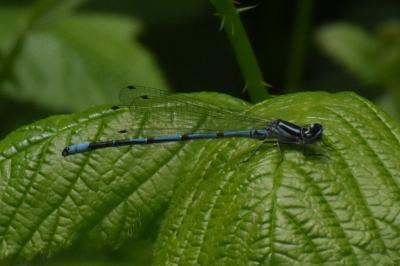 <i>Coenagrion puella</i>