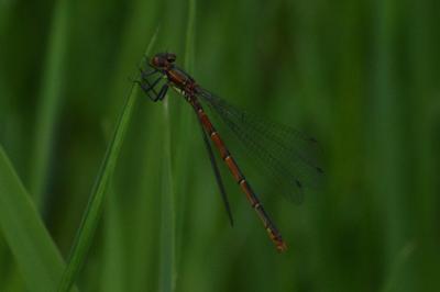 <i>Pyrrhosoma nymphula</i>