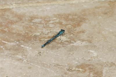 <i>Erythromma lindenii</i>