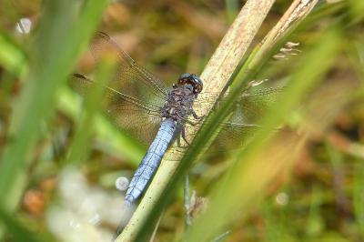 <i>Orthetrum coerulescens</i>