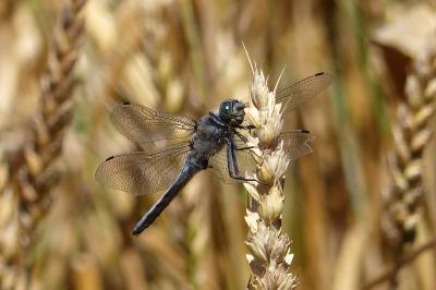 <i>Orthetrum coerulescens</i>