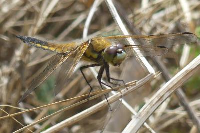 <i>Libellula quadrimaculata</i>