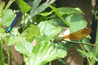 <i>Calopteryx virgo</i>