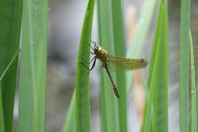 <i>Cordulia aenea</i>